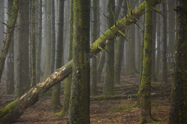 Misty woods, Dartmoor