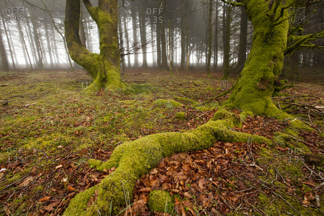 Misty woods, Dartmoor