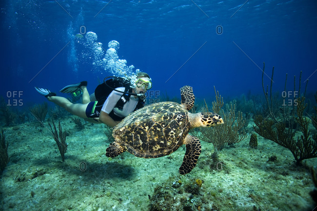 A female scuba diver watches a Hawksbill turtle sim lazily above a reef in the Cayman Islands