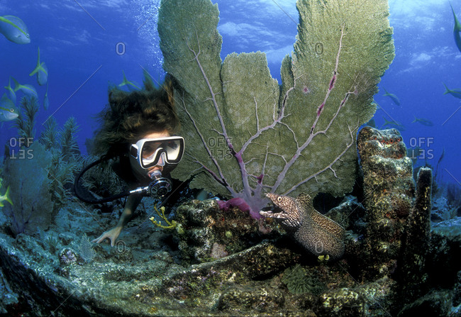 Scuba diver peers at Spotted moray on the Civil War Wreck, Key Largo, Florida