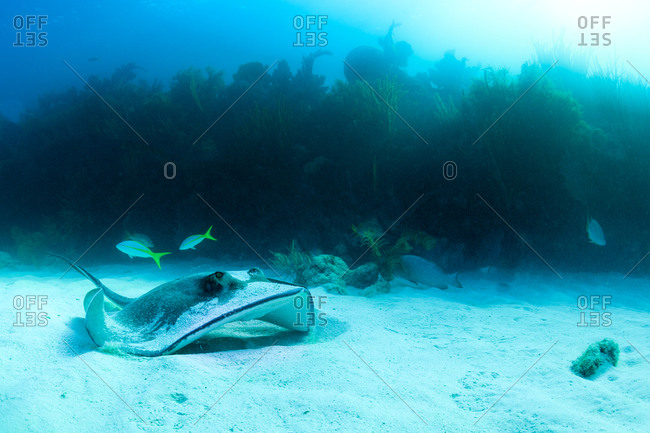 Southern Stingray and yellowtail snapper swimming near reef in Florida Keys.