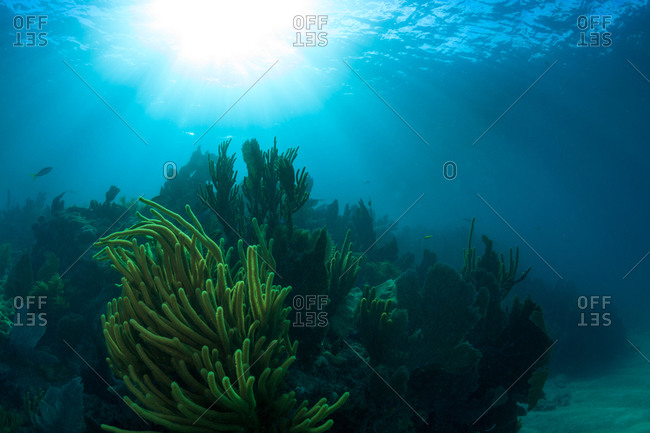 Sunlit soft corals growing off of the Florida Keys