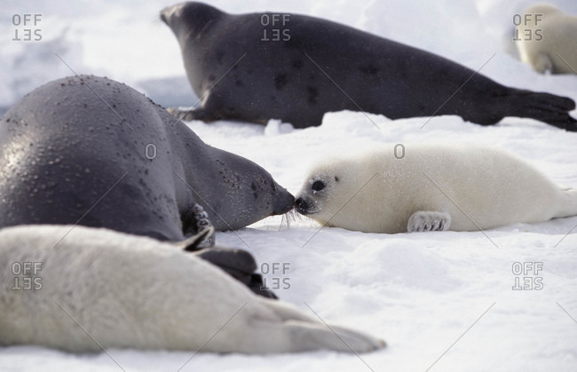 Harp Seals, mother and her newborn pup share tender moment, Magdalen Islands, Canada, Atlantic Ocean