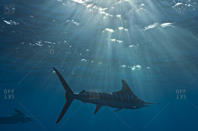 Striped Marlin swimming away as late afternoon sun beams pierce the ocean surface