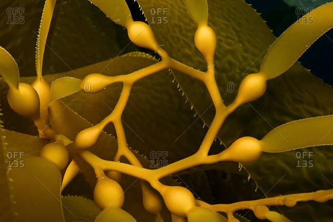 Close-up of a spiral of gas bladders from a patch of Giant kelp.