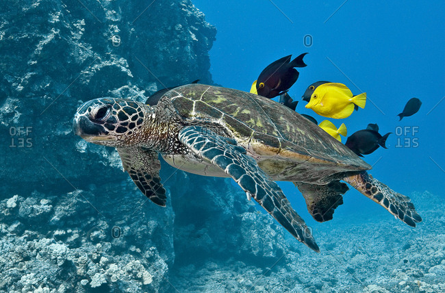 Green turtle being attended to by several surgeonfish.  All animals benefit from the cleaning behavior exhibited in this photograph