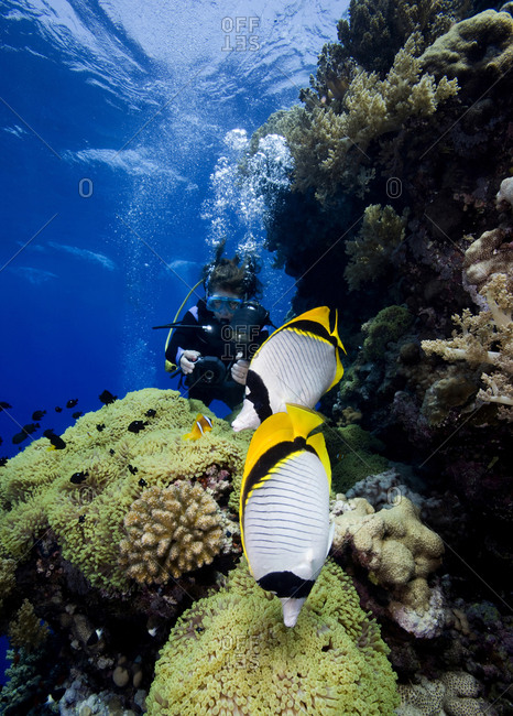 A pair of Lined butterflyfish (Chaetodon lineolatus) occupy the foreground while an underwater photographer takes pictures of Three-spot damselfish (Dascyllus trimaculatus) and a Red Sea anemonefish (Amphiprion bicinctus)