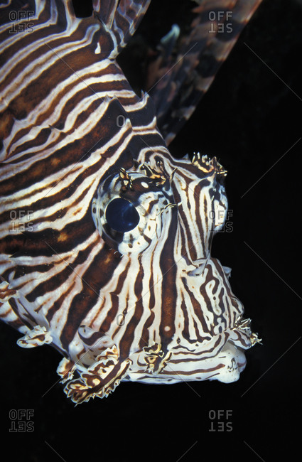 Common Lionfish (Pterois volitans) Venomous spines Widespread tropical Indo-Pacific oceans, and now in the Western Atlantic and Caribbean too as a result of introduction