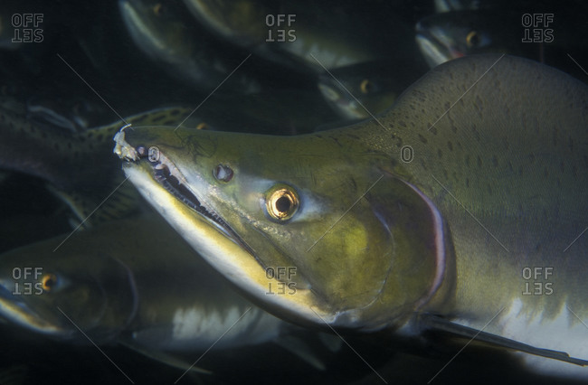 One Pink Salmon (Oncorhynchus gorbuscha) male, underwater photograph from the Pacific Northwest