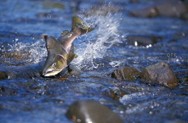 Pink Salmon (Oncorhynchus gorbuscha), male humpbacked salmon fights its way up shallow stream to spawning beds