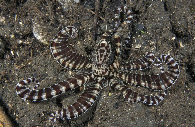A Mimic Octopus (Thaumoctopus mimicus) flaring banded tentacles