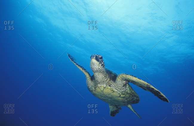 A Green Sea Turtle (Chelonia mydas), widespread endangered species of marine reptile