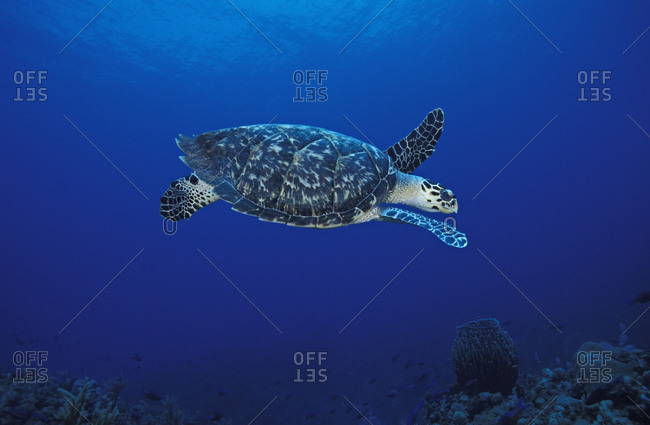 A Hawksbill Sea Turtle (Eretmochelys imbricata) swimming above the coral reef