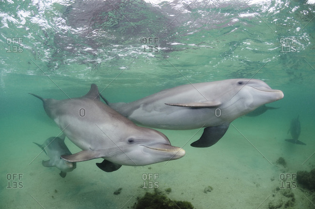 Bottlenose Dolphins (Tursiops truncatus) underwater, highly social and intelligent marine mammals