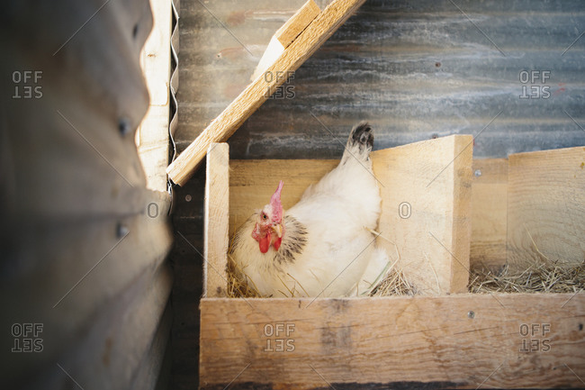 Chicken laying egg in nest box