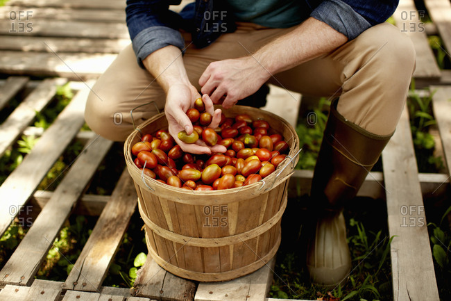Man harvesting cherry tomatoes on organic farm