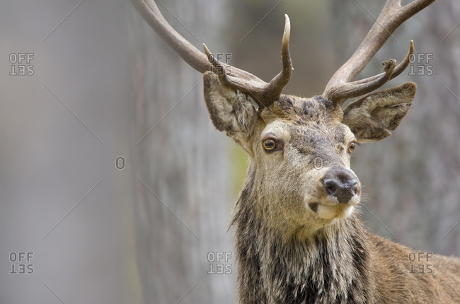 A head shot of an adult stag