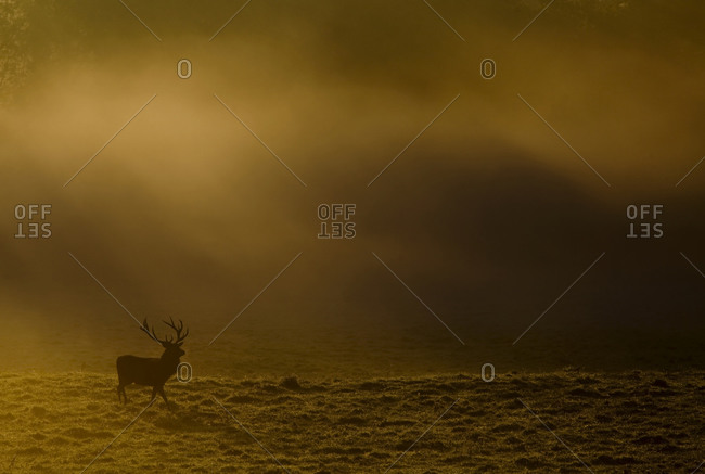 The silhouette of an adult stag cross a barren field