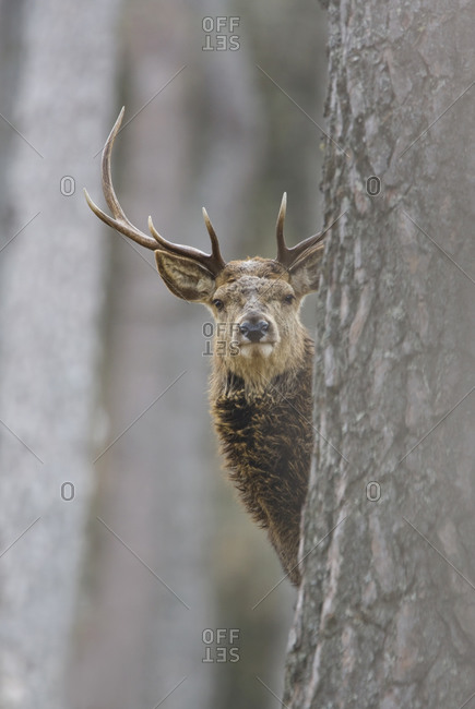 A stag peeking out from behind a tree