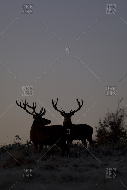 The silhouette of two stags