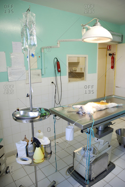 Four year old cat lying on surgery table for ovariohysterectomy