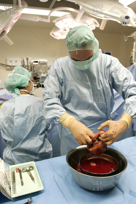 Intern handling newly harvested heart for transplant