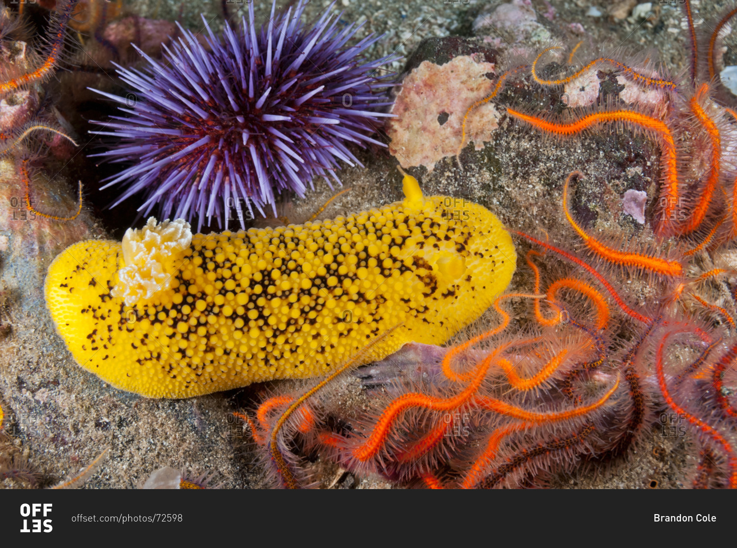 Lemon Peel Nudibranch Anisodoris Nobilis Spiny Brittle Stars