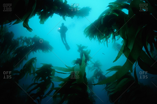 Scuba diver swims overtop forest of Giant Kelp (Macrocystis pyrifera)