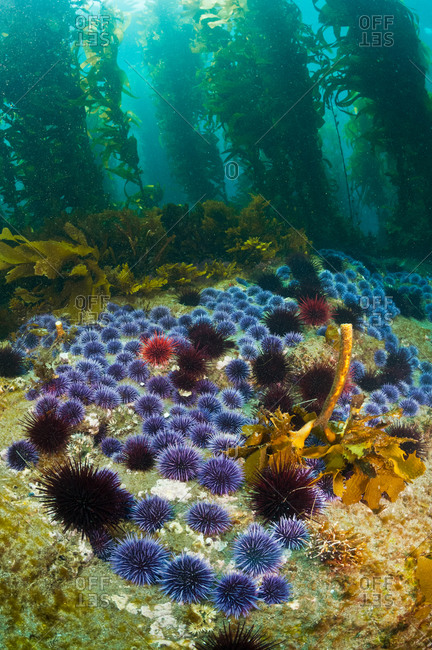 Red Sea Urchins (Stronglyocentrotus franciscanus) and Purple Sea Urchins (Stronglyocentrotus purpuratus) eating the bottom algae and Giant Kelp (Macrocystis pyrifera).