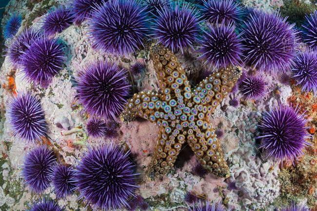 Knobby Sea Star (Pisaster giganteus) and Purple Sea Urchins (Stronglyocentrotus purpuratus)