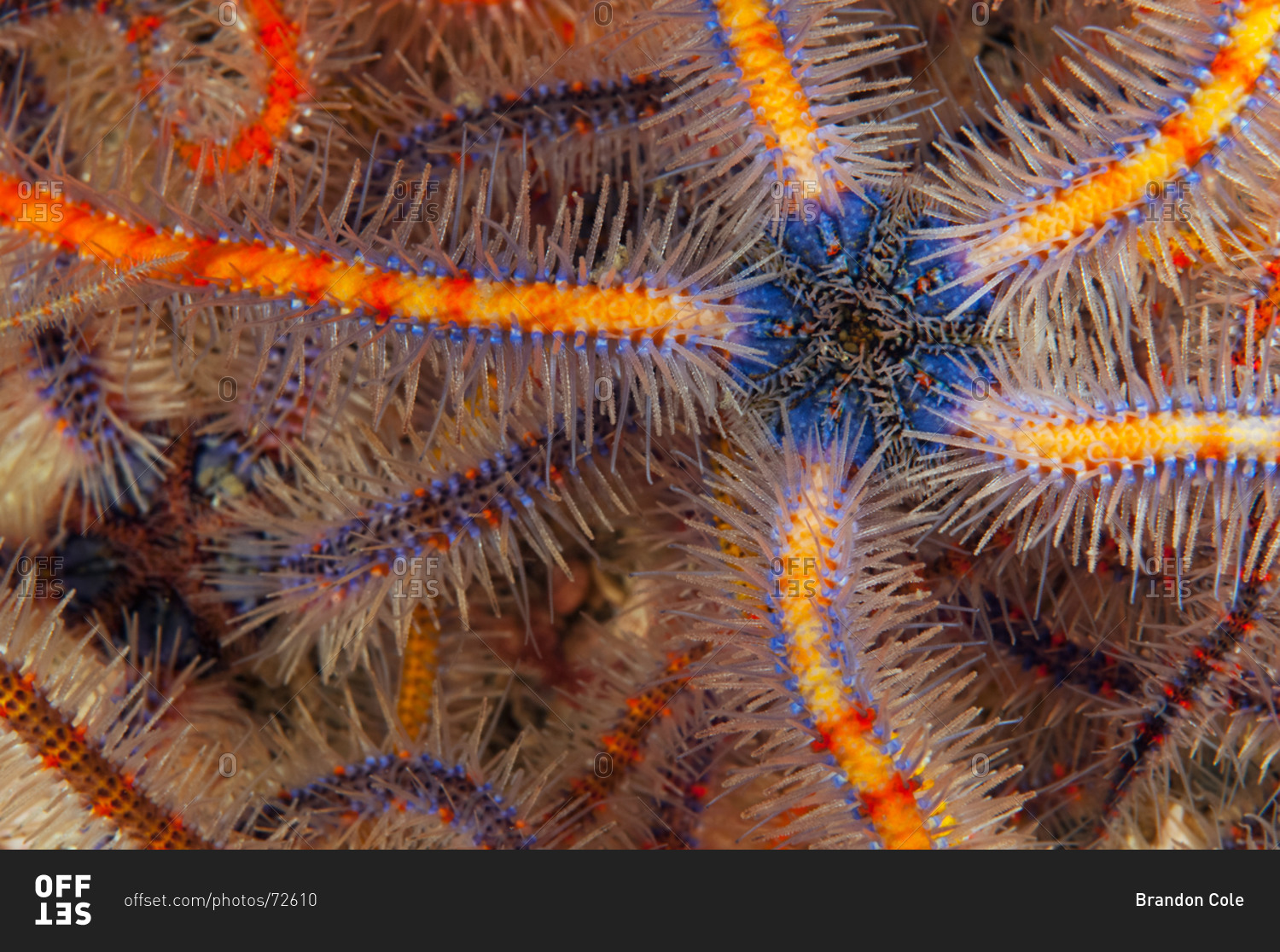 Spiny Brittle Stars Ophiothrix Spiculata Writhing Mass Of Colorful