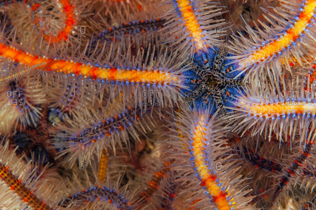 Spiny Brittle Stars (Ophiothrix spiculata), writhing mass of colorful serpent stars