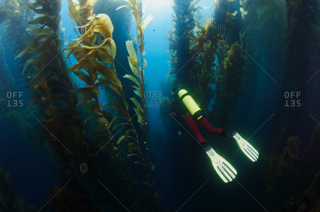 Scuba diver explores forest of Giant Kelp (Macrocystis pyrifera).