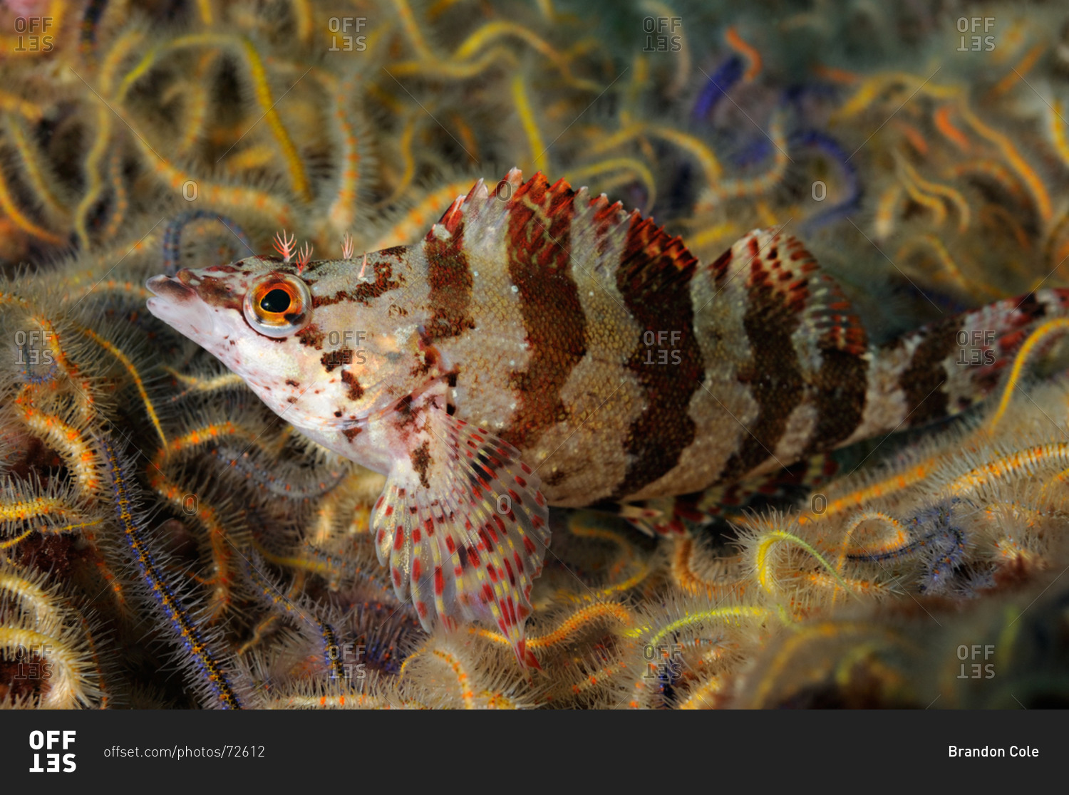 Painted Greenling Oxylebius Pictus Among Spiny Brittle Stars