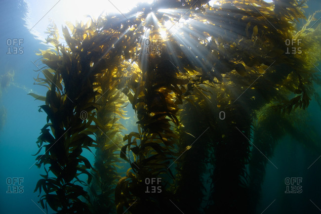 Giant Kelp (Macrocystis pyrifera), sunlight streaming through the canopy.