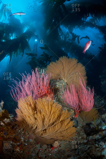Reef in forest of Giant Kelp (Macrocystis pyrifera), with Red Gorgonians (Lophogorgia chilensis), Golden Gorgonians (Muricea californica), California Sheephead (Semicossyphus pulcher) and scuba diver hovering above