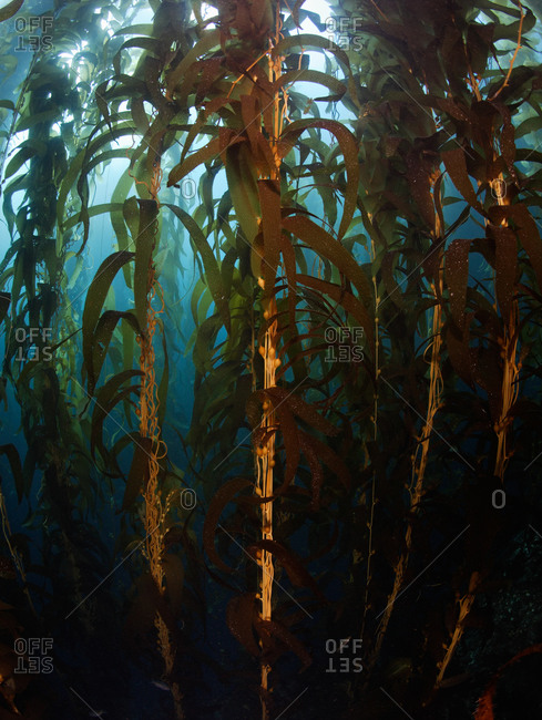 Giant Kelp (Macrocystis pyrifera), dense forest of fast-growing macro brown algae