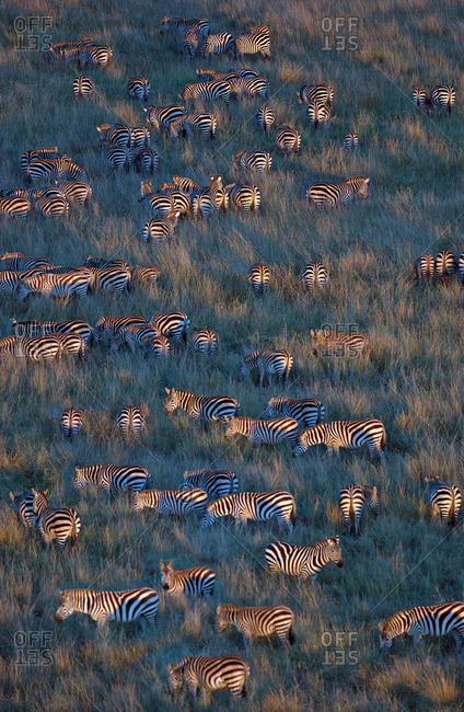 Herd of Zebras grazing, Masai Mara National Reserve, Kenya
