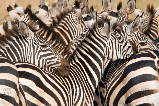 Burchell\'s zebras (Equus burchelli) in a forest, Tarangire National Park, Tanzania
