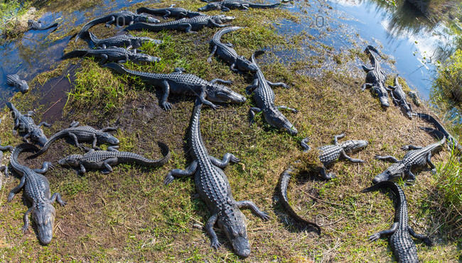 Alligators along the Anhinga Trail, Everglades National Park, Florida, USA