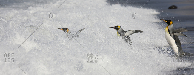 King penguins enter surf using follow-the-leader behavior common in many species of penguins