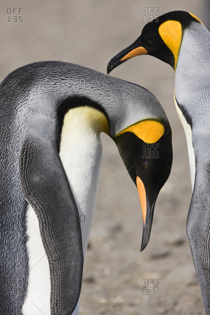 King penguin bows so mate can preen its back in a pair bonding ritual