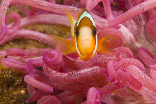 Juvenile Anemonefish (Amphiprion chrysopterus)
