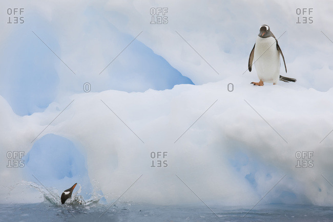 One gentoo penguin watches another fall back into the water after failing to jump onto the iceberg