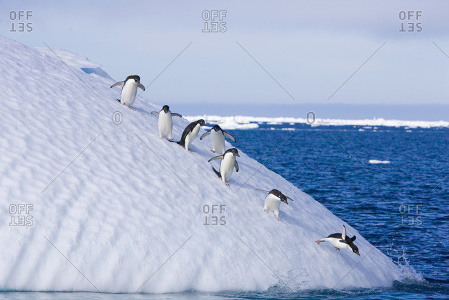 A group of adelie penguins follow the leader as they descend the steep face of an iceberg heading for the water