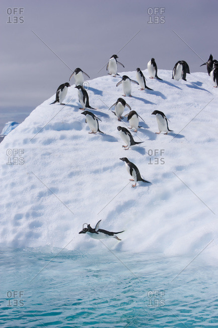 A group of adelie penguins follow the leader and jump off an iceberg