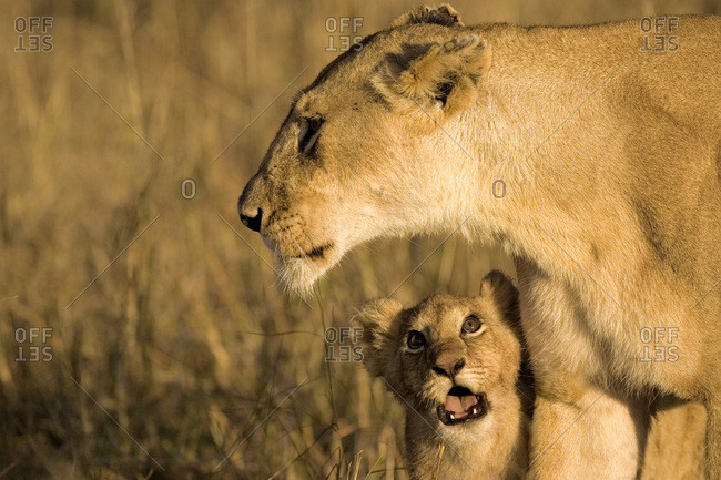 Baby lion cub looking up at mother for attention