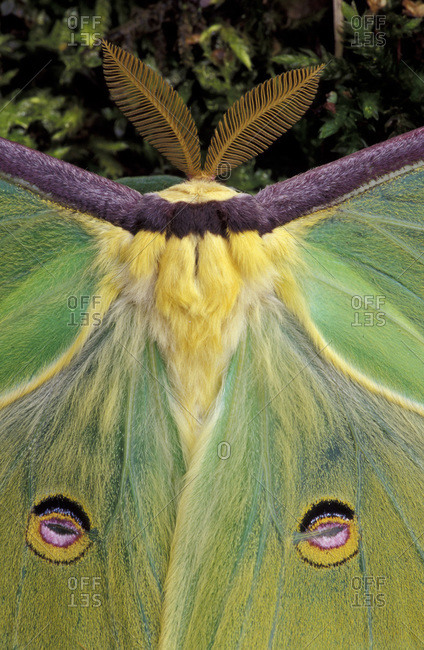Male Luna Moth antennae and wing spots. (Actias luna)