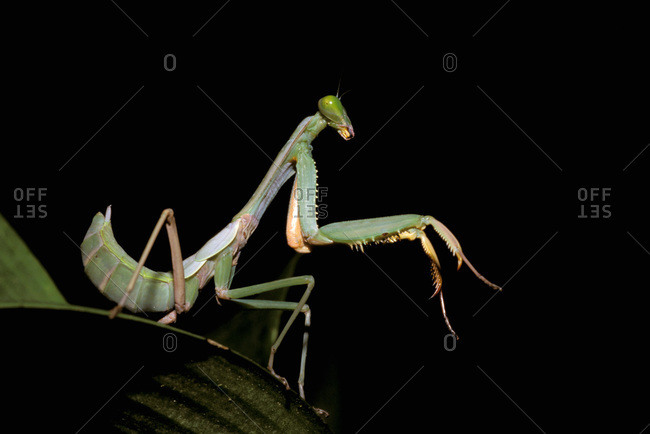 Praying Mantis,tenodera sinesis