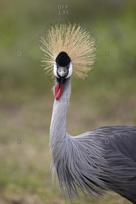 View of a Grey Crowned Crane